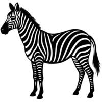 a black and white zebra standing in front of a white background vector