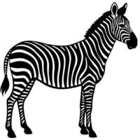 zebra standing in front of a white background vector