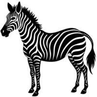 a black and white zebra standing in front of a white background vector