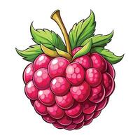 raspberry fruit illustration vector
