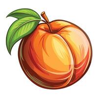 a peach with green leaves on it vector