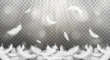 Floating White Feathers with Light Rays vector