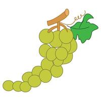 A bunch of grapes isolated on white background vector