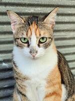 Calico cat poses confidently against a corrugated metal backdrop photo