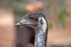 Closeup of an emu's head, showcasing its striking orange eyes and detailed feathers photo