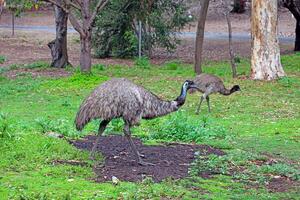 Two emus grazing in a lush green park surrounded by trees and natural vegetation photo