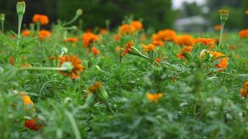 Vibrant Orange Marigolds in Full Bloom with Motion Blur in Park video