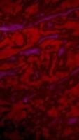 Exquisite and Intricate Neural Pathways Are Observed Under the Microscope for Study and Analysis video