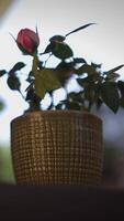 Stunning and Beautiful Pink Rose in a Stylish and Elegant Pot, Capturing Natures Beauty video