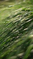 An Abstract Representation of the Motion of Green Grass in Natures Tranquil Environment video