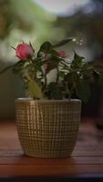 Beautiful Pink Roses Are Arranged in a Green Pot to Enhance Any Space with Elegance video