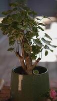 A Vibrant and Lush Indoor Plant Displayed in a Beautifully Decorative Pot for Enhancing Spaces video
