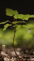 A Tiny Seedling is Gradually Emerging from the Soil in Beautiful and Natural Light Surroundings video