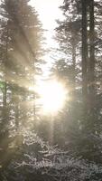 The Sunlight Gently Filtering Through the Trees of a Winter Forest Creates a Beautiful Atmosphere video