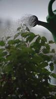 Watering Various Types of Plants with a Vibrant Green Watering Can in a Soft Focus Background video