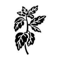 A branch of basil. Culinary seasonings and spices, hand-drawn. A of sketches in small details. A black outline on a white background. illustration. Seasonings, spices, food additives vector