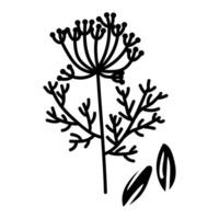 Dill and cumin, twig and seeds. Culinary herbs and spices, hand-drawn. A collection of sketches in small details. A black outline on a white. illustration. Seasonings, spices, food additives vector