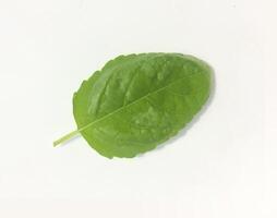 A single green leaf on a white surface photo