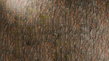 a close up of a tree trunk with some brown spots. Detailed close-up tree bark texture. Elegant natural tree photo