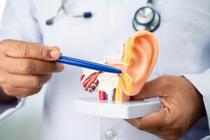 Asian doctor holding human ear model to learn and treat hearing loss in patient. photo