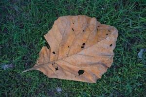 Dry leaves fall on green grass with a brown teak leaf texture, on the background, and many dry leaves fall on the ground. photo