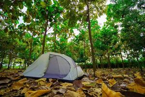 A camping tent in a big forest, the ground is covered with brown fallen leaves. photo