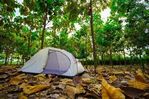 A camping tent in a big forest, the ground is covered with brown fallen leaves. photo