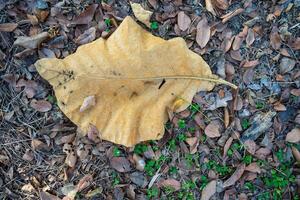 Dry leaves falling on the ground. brown teak leaves texture, autumn background, and Many dry leaves falling on the ground photo