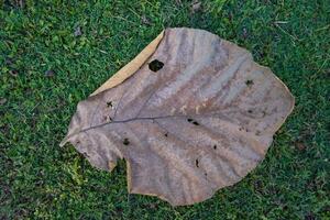 Dry leaves fall on green grass with a brown teak leaf texture, on the background, and many dry leaves fall on the ground. photo