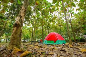 Red camping tent in a big forest, the ground is covered with brown fallen leaves and dry teak leaves in the autumn forest photo