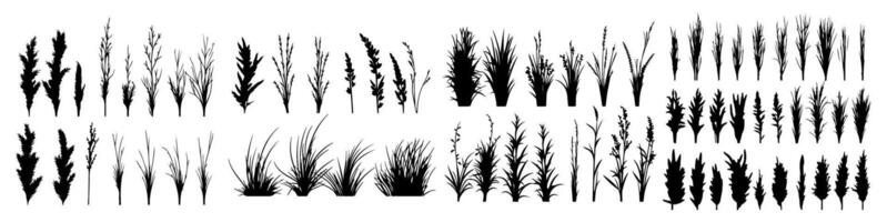 set of bush grass shrub herb silhouette transparent background eps 10 vector