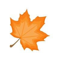 An orange maple leaf on a white background vector