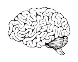 Detailed illustration of the human brain, showcasing its anatomy. Hand drawn in black and white with a vintage etching style, ideal for medical, scientific and educational use vector