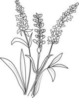 Set of a decorative stylized Lavender flower isolated on a white background. Highly detailed illustration, doodling, and zentangle style, tattoo design blossom Lavender line drawing vector