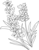 Lavender flower drawing, a branch of the botanical summer collection, ink illustration art of Lavender bouquet, hand-drawn artistically design elements vector