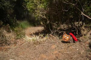 A Christmas object from the Catalan tradition called Caga tio on the side of a forest path. photo