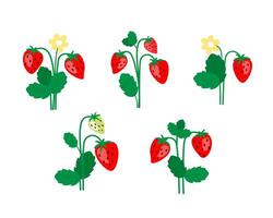 A set of strawberries plants with berries, flowers, branches. vector