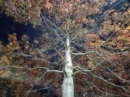 Colorful autumn trees background photo
