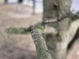 Tree branch close view with blurred background photo