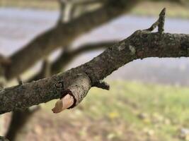 Tree branch close view with blurred background photo