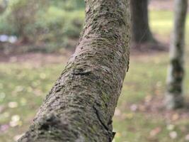 Tree branch close view with blurred background photo