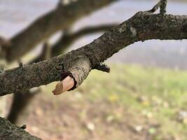 Tree branch close view with blurred background photo