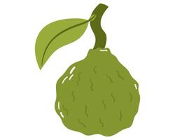 Fruit Bergamot orange in cartoon hand drawn simple style. Editable variable color vector