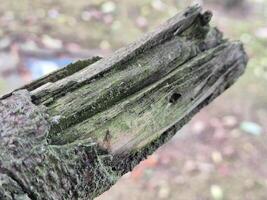 Tree branch close view with blurred background photo