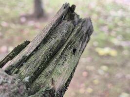 Tree branch close view with blurred background photo