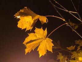 Last autumn leaves on trees background photo