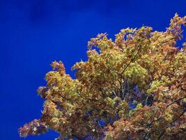 Autumn tree and sky background photo