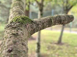 Tree branch close view with blurred background photo