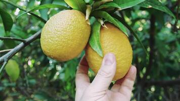 Farmer gently inspects a lemon for ripeness, carefully turning it on the branch. The sun shines through the leaves of the tree in an orchard video
