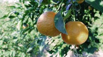 Two ripe tangerines hang from a tree branch, illuminated by sunlight. The vibrant fruits and lush green leaves create a fresh, natural scene in a sunny outdoor setting video